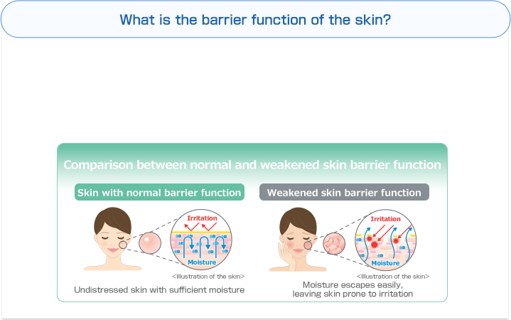 What is the barrier function of the skin? | Comparison between normal and weakened skin barrier function | Skin with normal barrier function | Irritation | Moisture | <Illustration of the skin> | Undistressed skin with sufficient moisture | Weakened skin barrier function | Irritation | Moisture | Moisture escapes easily, leaving skin prone to irritation