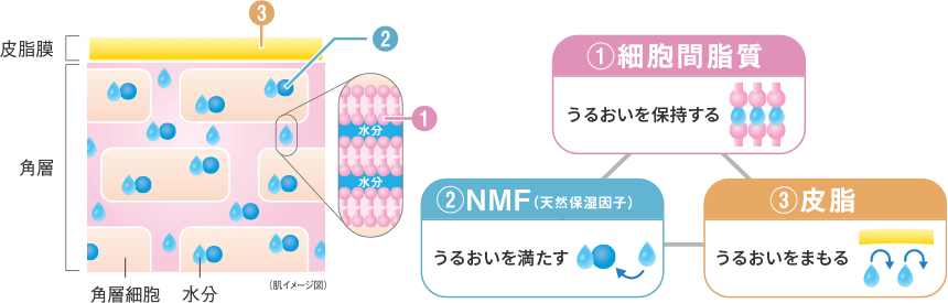 １．細胞間脂質：うるおいを保持する　２．NMF（天然保湿因子）：うるおいを満たす　３．皮脂：うるおいを守る