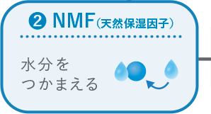 NMF（天然保湿因子）