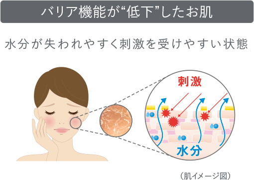 バリア機能が低下したお肌は水分が失われやすく、紫外線やちり・ほこり、花粉などによる外部刺激（外的刺激）を受けやすい敏感な状態です。