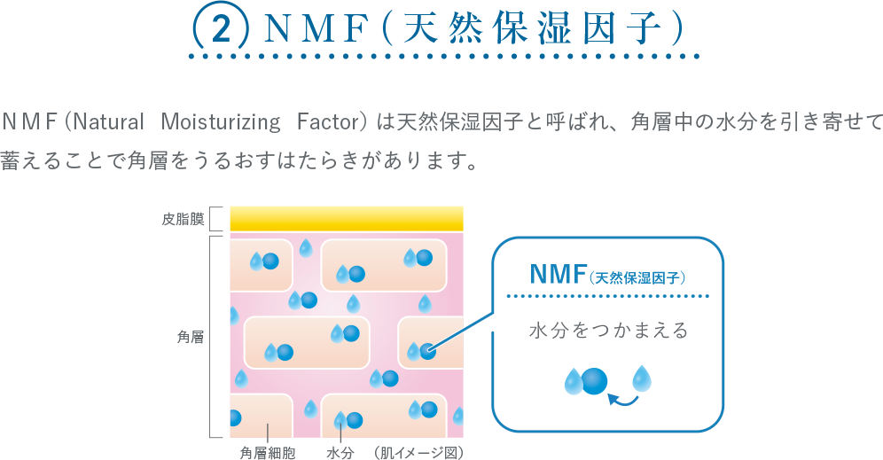 ＮＭＦ（天然保湿因子）ＮＭＦ（Natural Moisturizing Factor）は天然保湿因子と呼ばれ、角層中の水分を引き寄せて蓄えることで角層をうるおすはたらきがあります。皮膚のバリア機能の３因子であるＮＭＦ（天然保湿因子）の役割について解説した図。水分をつかまえる。