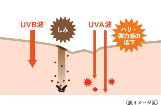 波長が短いUVB波は、日焼けやしみの原因になり、波長が長いUVA波は、皮膚内部に届きハリ・弾力感の低下をもたらすことを示す肌のイメージ図