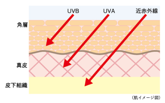 UVBは角質まで、UVAは真皮まで、近赤外線は皮下組織まで、届くことを示す肌のイメージ図。