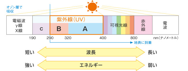 太陽光線の種類と、波長またはエネルギーとの関係を示したイメージ図。