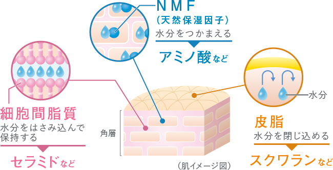 季節の変わり目に起こる肌トラブル セラミド配合の保湿美容液ですこやかなお肌に導きましょう ノブ公式ブランドサイト