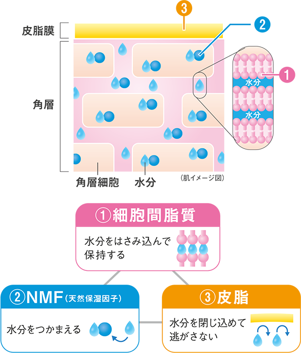 敏感肌 乾燥肌のスキンケアで大切なこと ノブ公式ブランドサイト