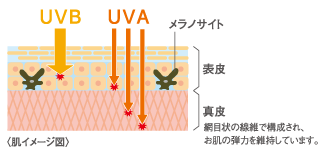 UV-BとUV-A