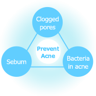 Prevent acne - Clogged pores - Bacteria in acne - Sebum