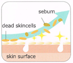 sebum - dead skincells - skin surface