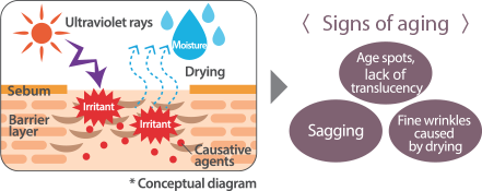 Ultraviolet rays Sebum Barrier layer Irritant Moisture Drying Causative agents * Conceptual diagram <Signs of aging> Age spots, lack of translucency Sagging Fine wrinkles caused by drying